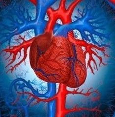 Очищение сердечной мышцы